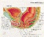 Male Pelvic Cross Section