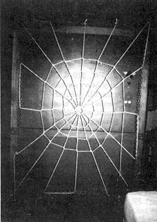 Spider Web Photo C