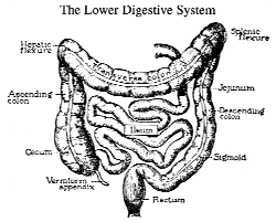 Lower Digestive Tract