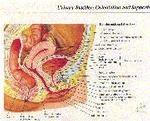 Female Pelvic Cross Section