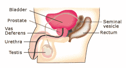 Male Gland Diagram